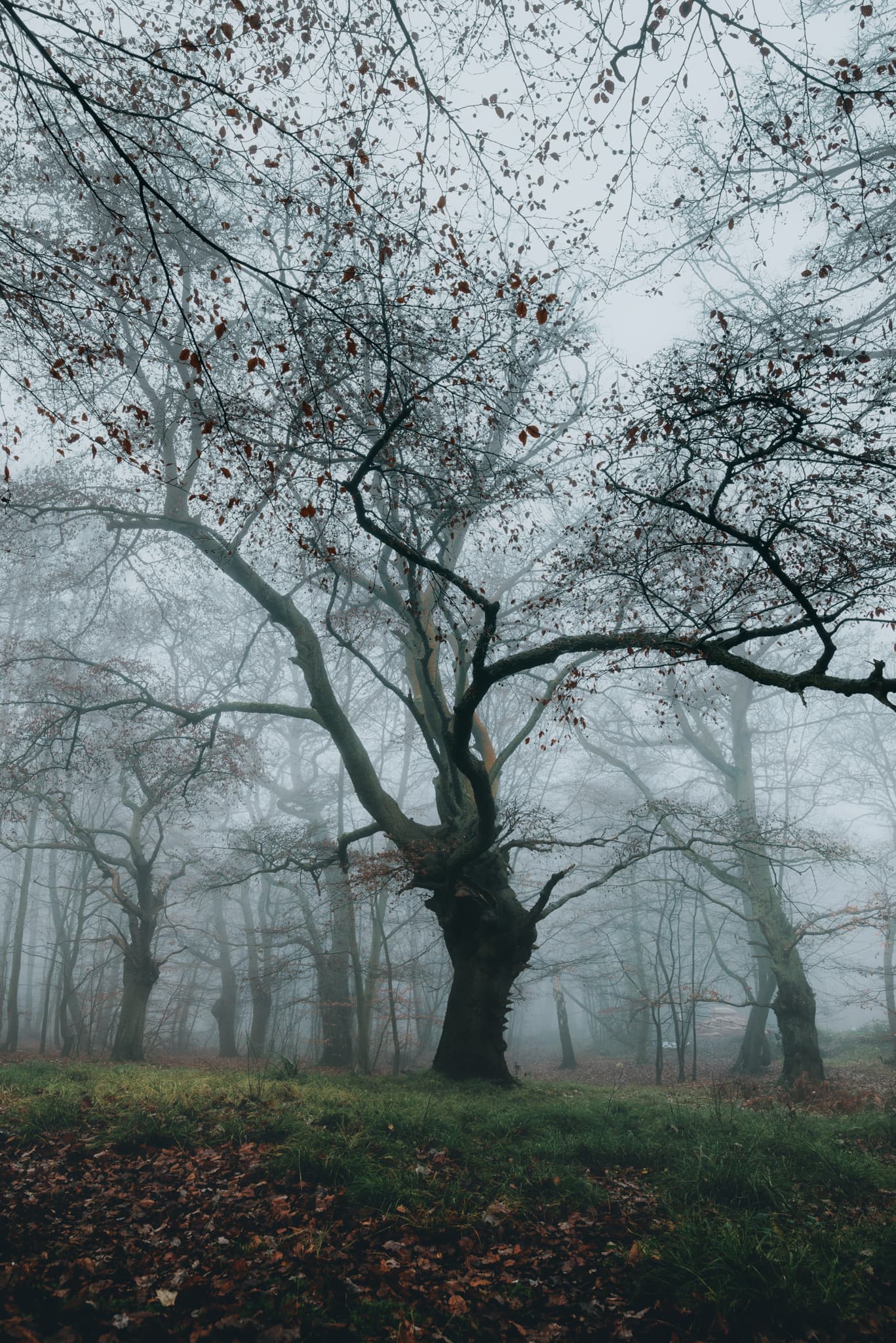 Eppingas mežs. Eseksa, Anglija