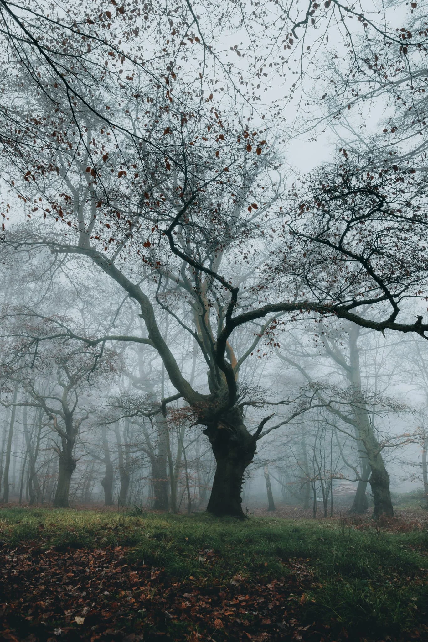 Eppingas mežs. Eseksa, Anglija