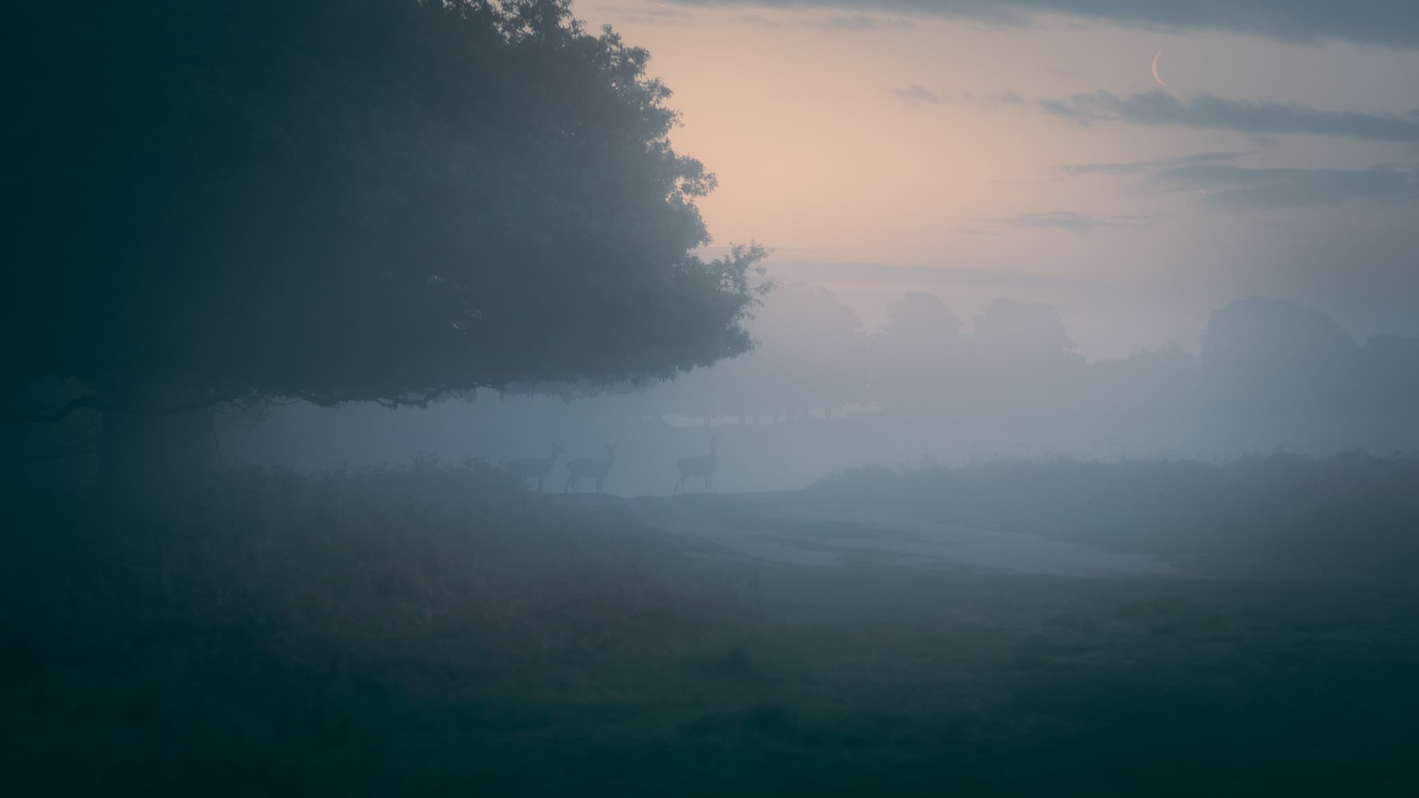 Richmond park. Londona, Anglija