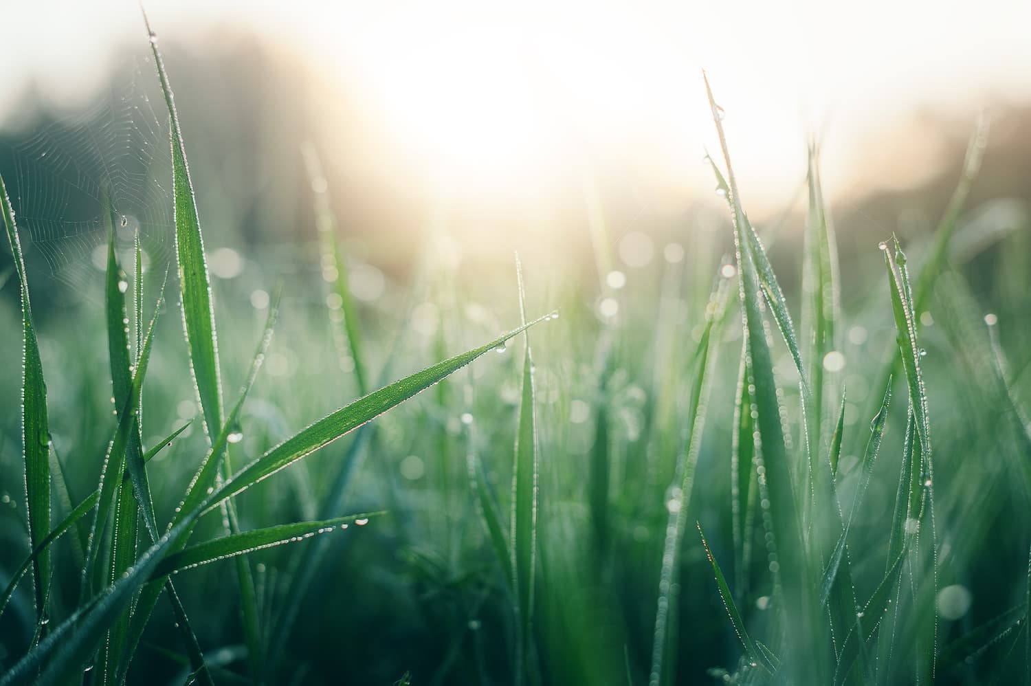 Rīts pļavā. Nirza, Ludzas novads